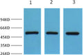 Western blot analysis of Hela (lane 1), mouse brain (lane 2) and HepG2 (lane 3), using diluted at 1:2,000.
