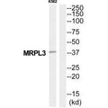 Western blot analysis of extracts from K562 cells, using MRPL3 antibody.