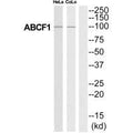 Western blot analysis of extracts from HeLa/COLO205 cells, using ABCF1 antibody.