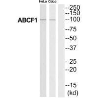 Western blot analysis of extracts from HeLa/COLO205 cells, using ABCF1 antibody.