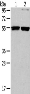 Gel: 8%SDS-PAGE,Lysate: 40 ug,Lane 1-2: 293T cells, Raji cells,Primary antibody: CSB-PA554462(BECN1 Antibody) at dilution 1/200 dilution,Secondary antibody: Goat anti rabbit IgG at 1/8000 dilution,Exposure time: 1 minute