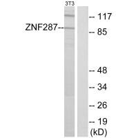 Western blot analysis of extracts from NIH-3T3 cells, using ZNF287 antibody.