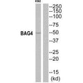 Western blot analysis of extracts from K562 cells, using BAG4 antibody.
