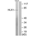 Western blot analysis of extracts from COLO205 cells, using HLX1 antibody.