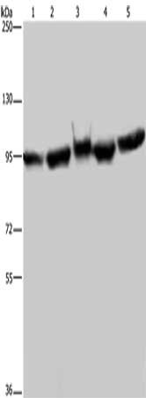 Gel: 6%SDS-PAGE, Lysate: 40 ug, Lane 1-5: A549 cells, 293T cells, mouse brain tissue, K562 cells, Hela cells, Primary antibody: CSB-PA557470(HSP90AA1 Antibody) at dilution 1/350, Secondary antibody: Goat anti rabbit IgG at 1/8000 dilution, Exposure time: 5 seconds