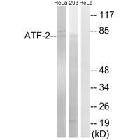 ATF2 (Ab-472) Antibody – Figure 1 of 2