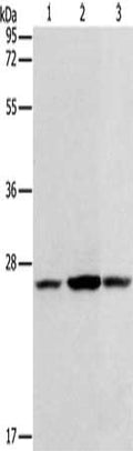 Gel: 12%SDS-PAGE, Lysate: 40 ug, Lane 1-3: Jurkat cells, A431 cells, A375 cells, Primary antibody: CSB-PA557650(CASP14 Antibody) at dilution 1/300, Secondary antibody: Goat anti rabbit IgG at 1/8000 dilution, Exposure time: 20 seconds