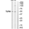 Western blot analysis of extracts from LOVO cells and 3T3 cells, using TUFM antiobdy.