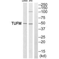Western blot analysis of extracts from LOVO cells and 3T3 cells, using TUFM antiobdy.