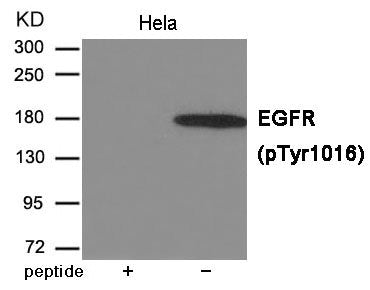 Western blot analysis of extracts from Hela cells using EGFR (Phospho-Tyr1016) Antibody.The lane on the left is treated with the antigen-specific peptide.