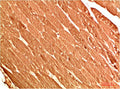 ATG13 Antibody – Figure 1 of 2