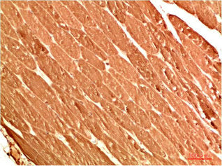 ATG13 Antibody – Figure 1 of 2