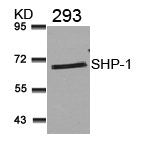 Western blot analysis of extracts from 293 cells using SHP-1(Ab-536) Antibody.