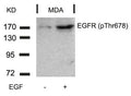 Western blot analysis of extracts from MDA cells untreated or treated with EGF using EGFR(Phospho-Thr678) Antibody.