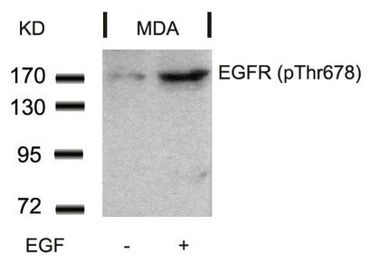 Western blot analysis of extracts from MDA cells untreated or treated with EGF using EGFR(Phospho-Thr678) Antibody.