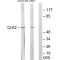 Western blot analysis of extracts from COLO205 cells and A549 cells, using CLK2 antibody.