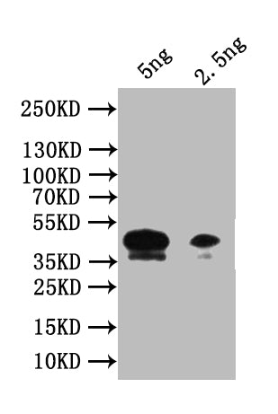 Western Blot
Positive WB detected in: recombinant protein
All lanes: Piezo Antibody at 1:1000
Secondary
Goat polyclonal to rabbit IgG at 1/50000 dilution
Predicted band size: 42 kDa
Observed band size: 42 kDa
