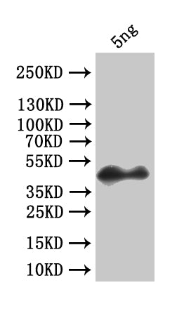 Western Blot
Positive WB detected in: recombinant protein
All lanes:forkhead box protein O Antibody at 1:1000
Secondary
Goat polyclonal to rabbit IgG at 1/50000 dilution
Predicted band size: 35.6 kDa
Observed band size: 42 kDa