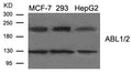 Western blot analysis of extract from MCF-7, 293, HepG2 cells using ABL1/2 (Ab-393/439) Antibody.