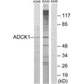 Western blot analysis of extracts from A549 cells and RAW264.7 cells, using ADCK1 antibody.