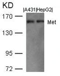 Western blot analysis of extracts from A431 and HepG2 cells using Met(Ab-1003) Antibody.