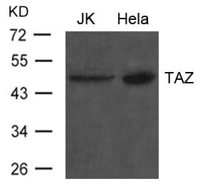 Western blot analysis of extract from JK and Hela cells using TAZ Antibody