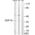 Western blot analysis of extracts from HepG2 cells and 293 cells, using GDF15 antibody.