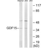 Western blot analysis of extracts from HepG2 cells and 293 cells, using GDF15 antibody.