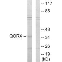 Western blot analysis of extracts from 293 cells, using QORX antibody.
