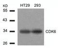 Western blot analysis of extracts from HT29 and293 cells using CDK6(Ab-24) Antibody.