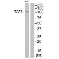 Western blot analysis of extracts from K562 cells, using TAF3 antibody.