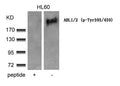Western blot analysis of extracts from HL60 cells using ABL1/2(phospho-Tyr393/439) Antibody and the same antibody preincubated with blocking peptide.