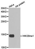 Histone H4K20me1 Antibody – Figure 1 of 3