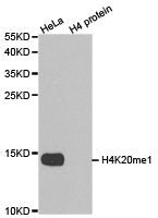 Histone H4K20me1 Antibody – Figure 1 of 3
