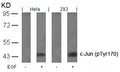 Western blot analysis of extracts from Hela and 293 cells untreated or treated with EGF using c-Jun(Phospho-Tyr170) Antibody.