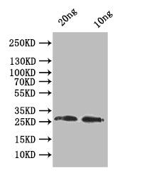 Western Blot
Positive WB detected in: recombinant protein
All lanes:odc1 Antibody at 1:1000
Secondary
Goat polyclonal to rabbit IgG at 1/50000 dilution
Predicted band size: 25.1 kDa
Observed band size: 26 kDa