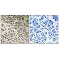 Immunohistochemistry analysis of paraffin-embedded human pancreas tissue using NDUFB1 antibody.