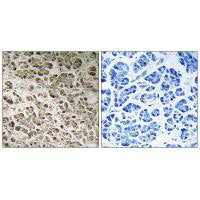 Immunohistochemistry analysis of paraffin-embedded human pancreas tissue using NDUFB1 antibody.