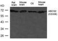 Western blot analysis of extract from HL-60 cells  using ABCG2(CD338)  Antibody