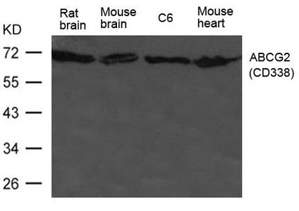 Western blot analysis of extract from HL-60 cells  using ABCG2(CD338)  Antibody