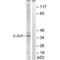 Western blot analysis of extracts from 293 cells, using c-Jun (Ab-63) antibody.