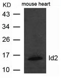 Western blot analysis of extract from mouse heart tissue using Id2  Antibody