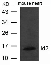 Western blot analysis of extract from mouse heart tissue using Id2  Antibody