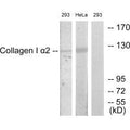 Western blot analysis of extracts from 293 cells and HeLa cells, using Collagen I α2 antibody.