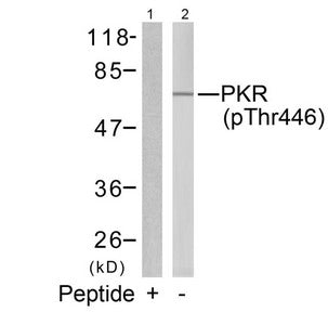 Western blot analysis of extracts from K562 cells using PKR(Phospho-Thr446) Antibody(Lane 2) and the same antibody preincubated with blocking peptide(Lane1).