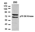 Western blot analysis of extracts from 293 cells using p70 S6 Kinase(Ab-411) Antibody.