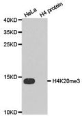 Western blot analysis of extracts of HeLa cell line and H4 protein expressed in E.coli., using H4K20me3 antibody.