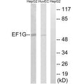 Western blot analysis of extracts from HepG2 cells and HUVEC cells, using EEF1G antibody.