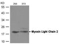 Western blot analysis of extracts from293 and 3T3 cells using Myosin Light Chain 2 (Ab-19) Antibody.