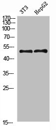 Western Blot analysis of 3T3 HEPG2 cells using Factor IX Polyclonal Antibody diluted at 1:800. Secondary antibody  was diluted at 1:20000